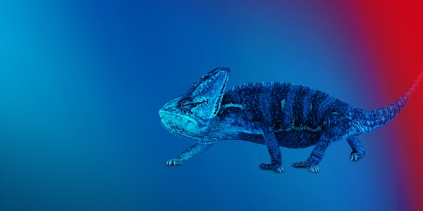 Chameleon on blue background.